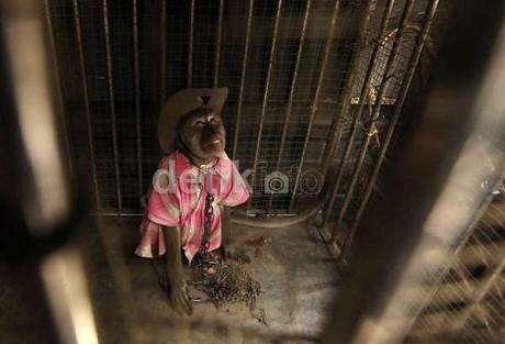 Ditolak Ragunan, Sarimin Bakal Dilepas ke Hutan