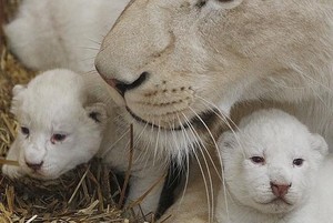 Langka! Singa Putih di Polandia Lahirkan Kembar Tiga