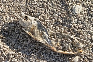 Pantai di AS Jadi Kuburan Jutaan Ikan!
