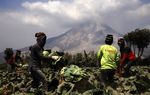 Panen Sayur di Tengah Erupsi Sinabung