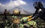 Panen Sayur di Tengah Erupsi Sinabung