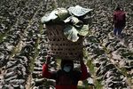 Panen Sayur di Tengah Erupsi Sinabung