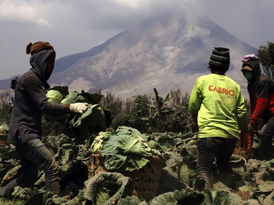 Panen Sayur di Tengah Erupsi Sinabung