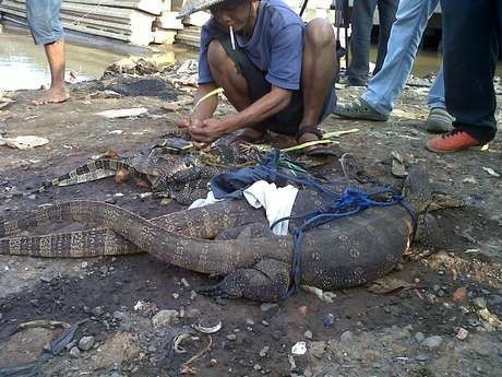 Banjir Datang, Ular dan Biawak Pun Bermunculan