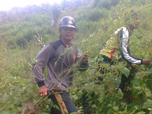 Polisi Temukan dan Musnahkan Ladang Ganja di Mandailing Natal