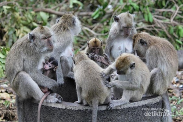 Inilah Kerajaan Monyet di Pantai Bama