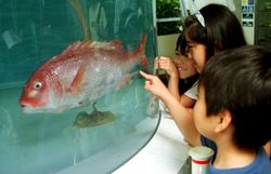 Mengintip Industri Robot Jepang yang Mengagumkan