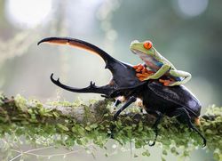 Foto Menakjubkan di Kompetisi Fotografi Dunia