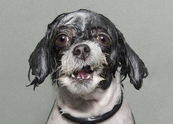 Ekspresi seekor anjing. (kredit foto: Sophie Gamand)