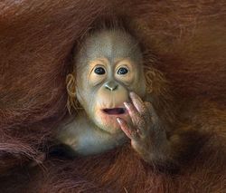 Foto Menakjubkan di Kompetisi Fotografi Dunia