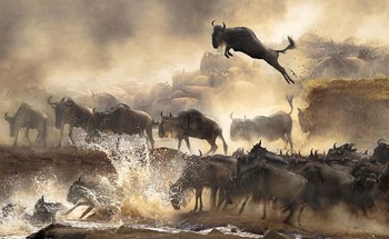 Pemandangan menakjubkan migrasi hewan liar di Kenya. (kredit foto: Bonnie Cheung)     