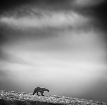     Seekor beruang melintasi wilayah Svalbard, Norwegia. (kredit foto: Wilfred Berthelsen)