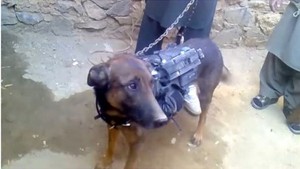 Pasukan Taliban Klaim Tangkap Seekor Anjing Milik Sekutu