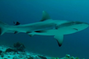 Riyanni Djangkaru Meneliti Hiu di Raja Ampat