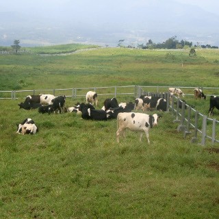 Jatah Impor 1 Juta Sapi Betina Sepi Peminat