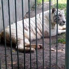 Harimau Putih Koleksi KBS yang Mati Masuk Dalam Daftar 84 Satwa Sakit