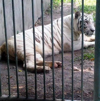 Gubernur Jatim Tidak Menyangka Satwa di KBS Mati Lagi