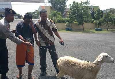 Pencuri Kambing Malah Kehilangan Sepeda Motor