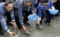 Dalam kesempatan tersebut, SBY sempat melapskan bayi penyu ke laut. Abror Rizki/Setpres.