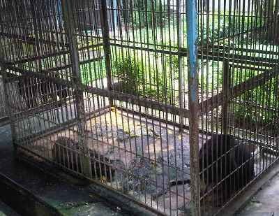 Inilah Penampakan Ruang Klinik dan Karantina Satwa KBS