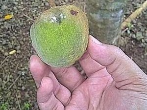 Cerita Proyek Bahan Bakar Minyak Jarak yang Gagal Total