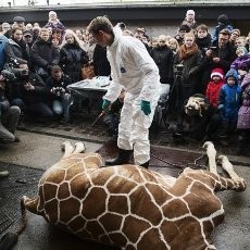 Eksekusi Mati Jerapah Marius di Denmark Picu Kemarahan Publik