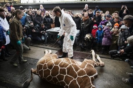 Eksekusi Mati Jerapah Marius di Denmark Picu Kemarahan Publik