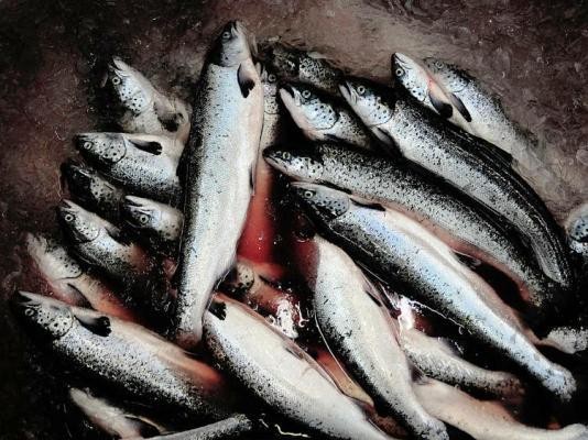 Inilah Makanan yaang Ampuh Cegah Sel Kanker Prostat pada Pria! (2)