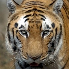 Renggut 10 Nyawa, Macan Betina Terus Berkeliaran dan Ancam Warga India
