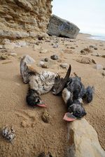 Dihantam Badai Atlantik, Burung Puffins Mati