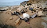Dihantam Badai Atlantik, Burung Puffins Mati
