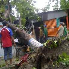 Diterjang Puting Beliung, Pohon Tumbang Timpa Warung dan Tiang Listrik