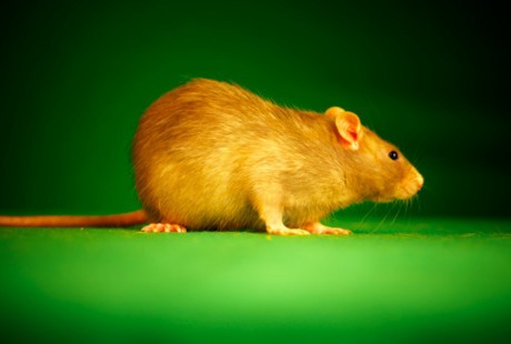 Gejala Penyakit Kencing Tikus Mirip Tifus, Bagaimana Membedakannya?