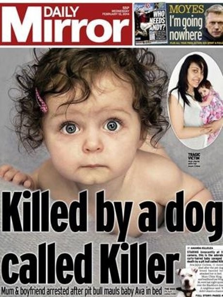 Tragis! Bayi 11 Bulan di Inggris Tewas Diserang Anjing Pitbull