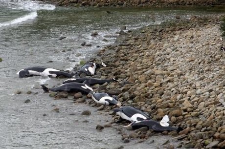 Duh! 9 Ekor Paus Mati Terdampar di Pantai Selandia Baru