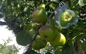 Dengan Cetakan Ini, Buah Tumbuh Bentuk Hati dan Bintang