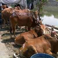 BUMN Berdikari Impor 10.000 Sapi Hadapi Lebaran 2014