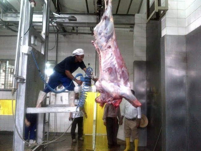 Ini Dia Proses Pemotongan Sapi Modern di RPH Milik BUMN