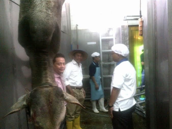 Bercaping, Dahlan Tinjau Pemotongan Sapi BUMN di Cibitung