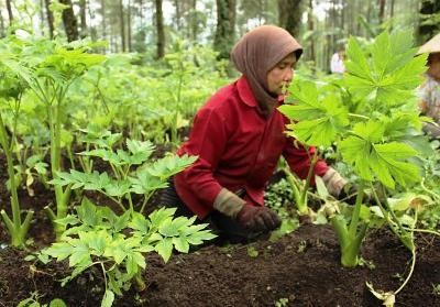 Ashitaba Tanaman Obat Asal Jepang yang Tumbuh Subur di Ashitaba Tanaman Obat Asal Jepang yang Tumbuh Subur di