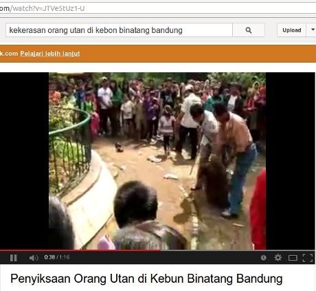 Pengelola Bunbin Bandung Pecat Pawang Penyiksa Orangutan