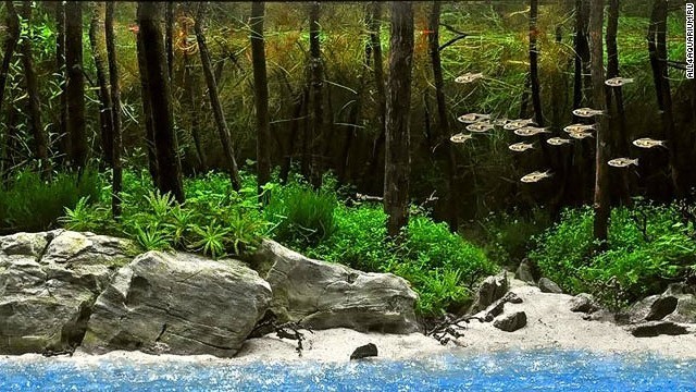 Rumah Ikan Paling Indah di Dunia (2)