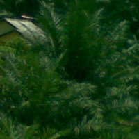 Indonesia Punya 56 Komoditas Sumber Energi, Tapi Hanya Sedikit yang Potensial