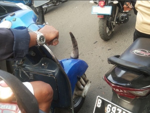 Vespa Bercula Satu