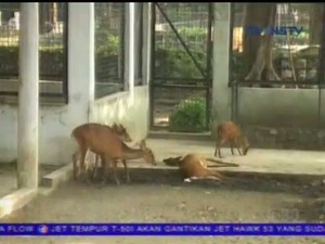 Koleksi Hewan Kijang Milik KBS Mati