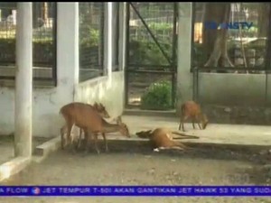 Koleksi Hewan Kijang Milik KBS Mati