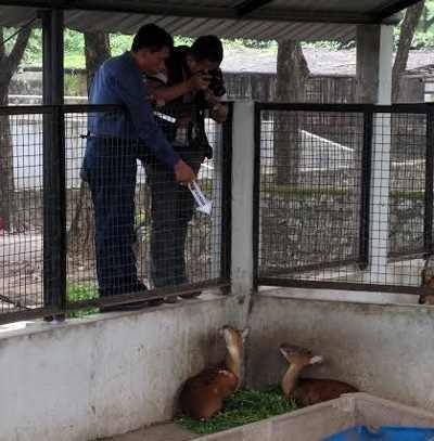 Kembung Jadi Penyebab 30% Satwa di KBS Mati