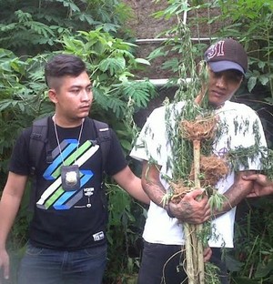 Iyong Sudah Lima Bulan Jadi Petani Ganja di Bandung