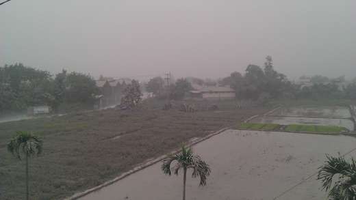Hamparan Sawah Ini Memutih Akibat Abu Gunung Kelud