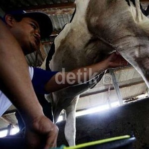 Gunung Kelud Ganggu Pasokan Susu, Koperasi Ini Rugi Rp 300 Juta/Hari